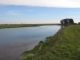 Narew