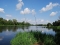 Narew